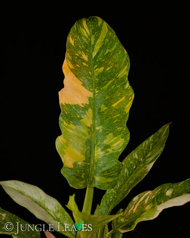 Philodendron 'Ring of Fire'