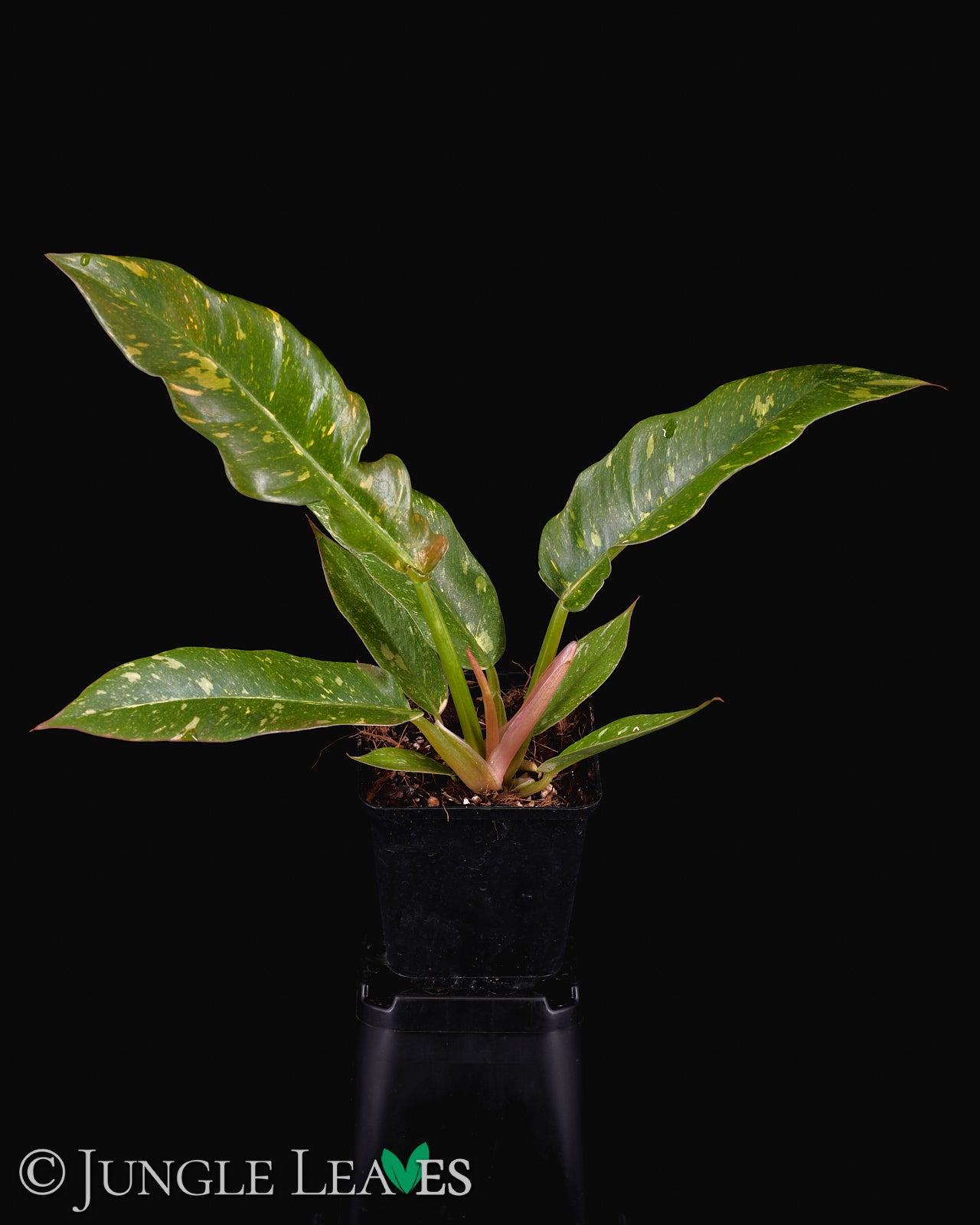 Philodendron 'Ring of Fire' – Jungle Leaves