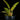 Philodendron 'Ring of Fire'