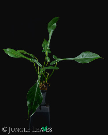 Philodendron × Joepii