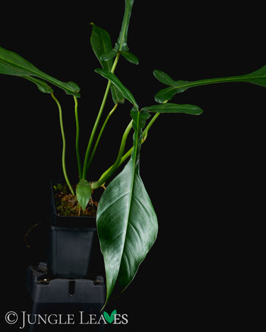 Philodendron × Joepii