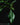 Philodendron × Joepii