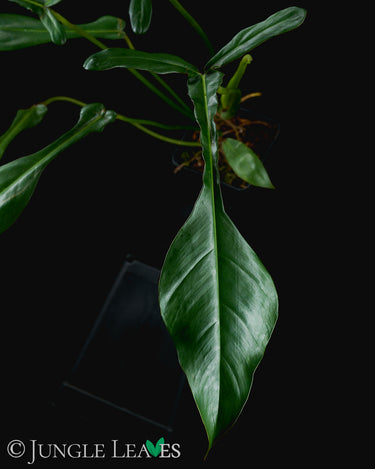Philodendron × Joepii