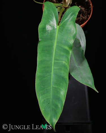 Philodendron atabapoense