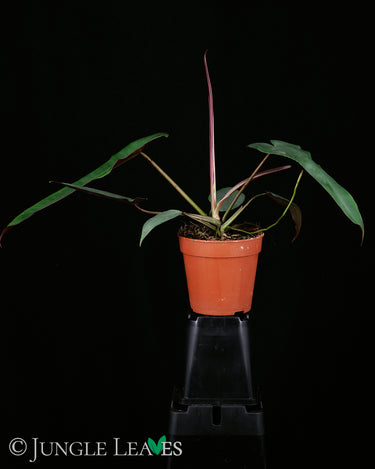 Philodendron atabapoense