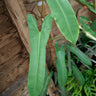 Philodendron atabapoense