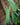 Philodendron atabapoense