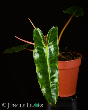 Philodendron billietiae