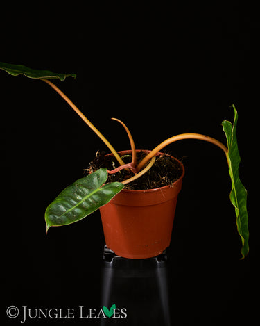 Philodendron billietiae