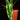 Philodendron billietiae