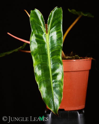 Philodendron billietiae