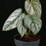 Philodendron brandtianum