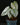 Philodendron brandtianum
