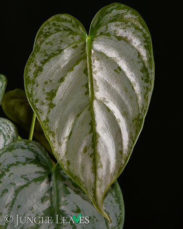 Philodendron brandtianum