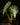 Philodendron brandtianum