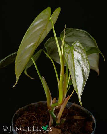 Philodendron brandtianum