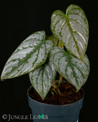 Philodendron brandtianum