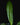 Philodendron campii