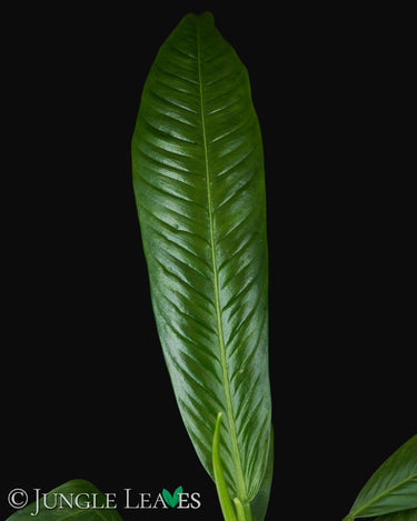 Philodendron campii