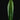 Philodendron campii