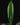 Philodendron campii
