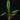 Philodendron campii