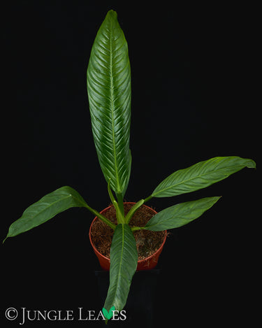 Philodendron campii