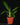 Philodendron campii