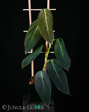 Philodendron gigas