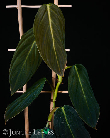 Philodendron gigas