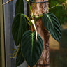 Philodendron gigas