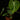 Philodendron gloriosum