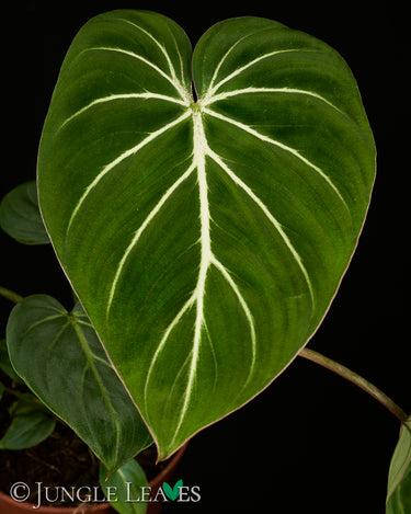 Philodendron gloriosum