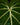 Philodendron gloriosum