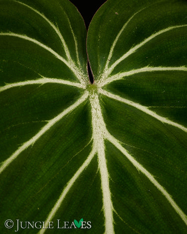 Philodendron gloriosum