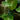 Philodendron gloriosum