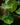 Philodendron gloriosum