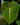 Philodendron gloriosum