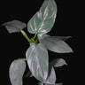 Philodendron hastatum 'Silver Sword'