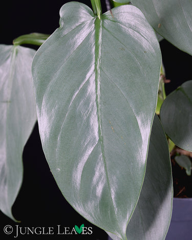 Philodendron hastatum 'Silver Sword'