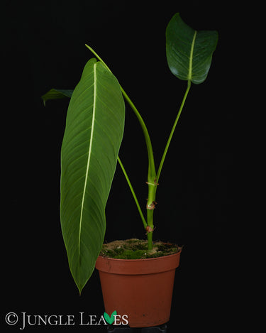 Philodendron heterocraspedon