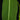 Philodendron heterocraspedon