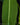 Philodendron heterocraspedon