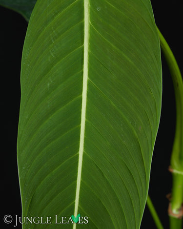 Philodendron heterocraspedon