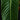 Philodendron heterocraspedon