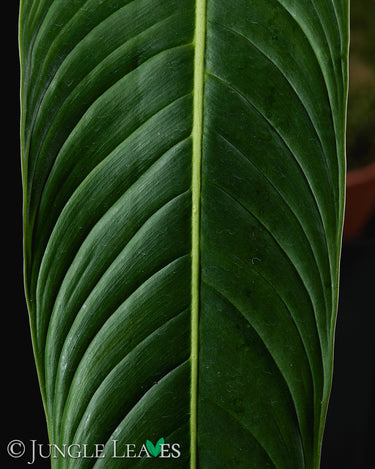 Philodendron heterocraspedon