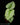 Philodendron mamei