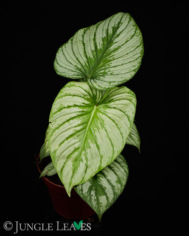 Philodendron mamei