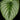 Philodendron mamei