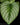 Philodendron mamei